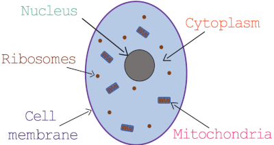 Animal Cells Quiz
