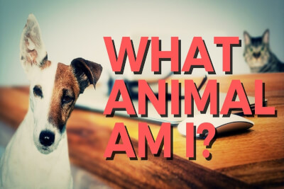 What Animal Am I? 